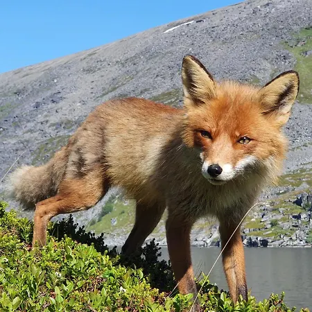 Apartament Nord Hus Service As, Nr 1 Havøysund
